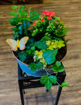 Blooming Dish Garden Plant