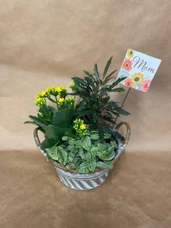 Blooming Dish Garden Plant