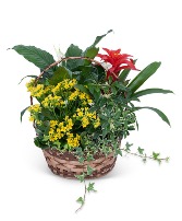 Blooming Dish Garden Plant