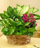 Blooming Dish Garden Plants