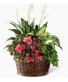 Blooming Dish Garden Plants