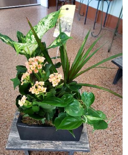 Blooming Dishgarden