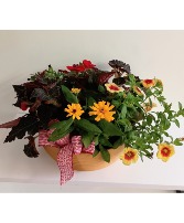 Blooming Dishgarden Live Plants