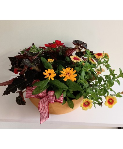 Blooming Dishgarden Live Plants