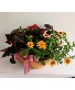 Blooming Dishgarden Live Plants