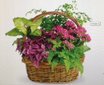 Blooming Dishgarden