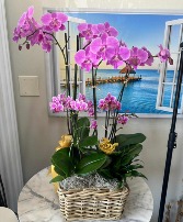 Blooming Elegance Orchid Basket 
