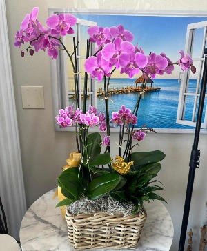 Blooming Elegance Orchid Basket 
