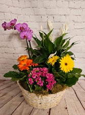 Blooming Euro Garden FD-316