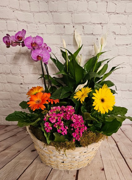 Blooming Euro Garden FD-316