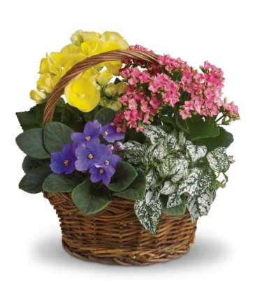 Blooming Garden Basket  in Frederick, MD | Maryland Florals