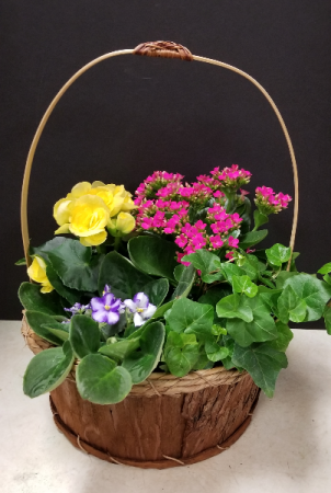 Blooming Garden basket Dish Garden of Plants