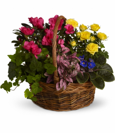 Category Image