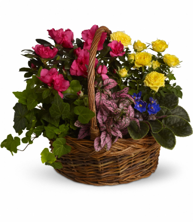 Blooming Garden Basket Plant