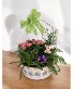 Blooming Garden  Blooming Plant Basket 