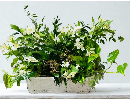 Blooming Garden Garden basket with live plants, fresh greens and flowers 