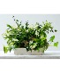 Blooming Garden Garden basket with live plants and fresh greens and flowers