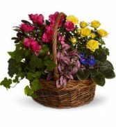 Telefloras Blooming Color Garden Houseplants