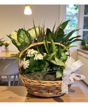 Blooming Garden Kalanchoe  Plant Basket 