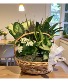 Blooming Garden Kalanchoe  Plant Basket 