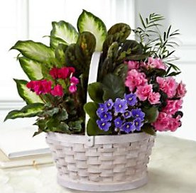 Blooming Garden Plant