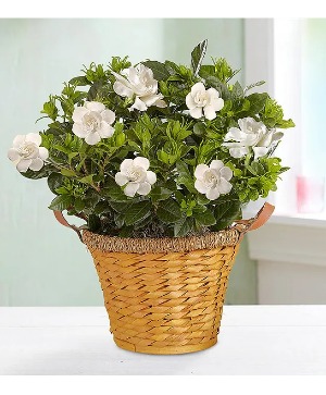 Blooming Gardenia Plant in Basket PLANT