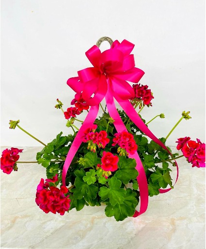 BLOOMING GERANIUM  HANGING BASKET 