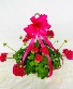 BLOOMING GERANIUM  HANGING BASKET 