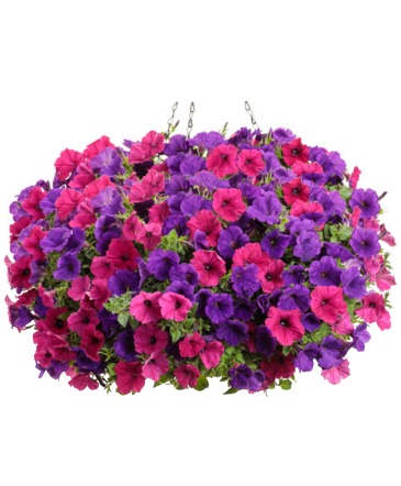 Blooming Hanging Basket - Royale  in Burns, OR | 4B Nursery And Floral
