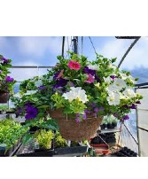 Blooming Hanging Basket  