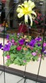 Blooming Hanging Basket annual mixture