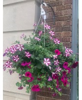 Blooming Hanging Basket Annual plant 