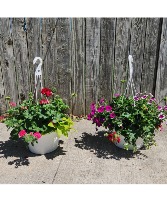 Blooming Hanging Basket Blooming plant