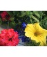 BLOOMING HANGING BASKET  BLOOMING PLANTS