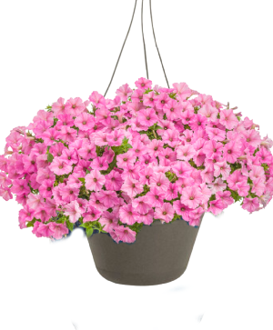 Blooming Hanging Basket - Bubblegum 
