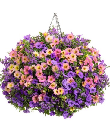 Blooming Hanging Basket - Envy Me  in Burns, OR | 4B Nursery And Floral