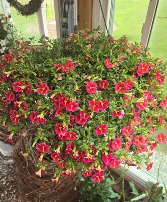 Blooming hanging basket Hanging basket