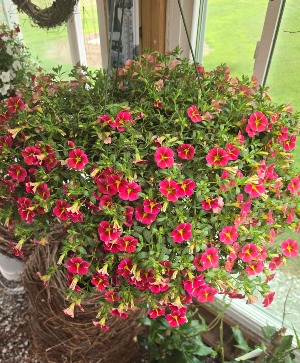 Blooming hanging basket Hanging basket
