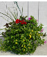 Blooming Hanging Basket Powell Florist Exclusive