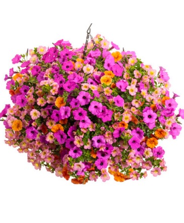 Blooming Hanging Basket - Tropical  in Burns, OR | 4B Nursery And Floral