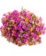 Blooming Hanging Basket - Tropical 