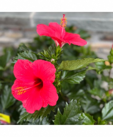 Blooming Hibiscus Outdoor Plant in Mattapoisett, MA | Blossoms Flower Shop