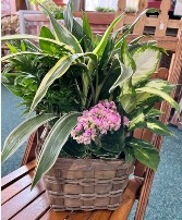 Blooming house plant Plant