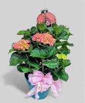 Blooming Hydrangea  Blooming Hydrangea 