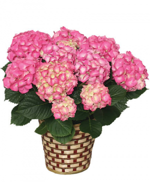Blooming Hydrangea (Color May Vary) Blooming Plant