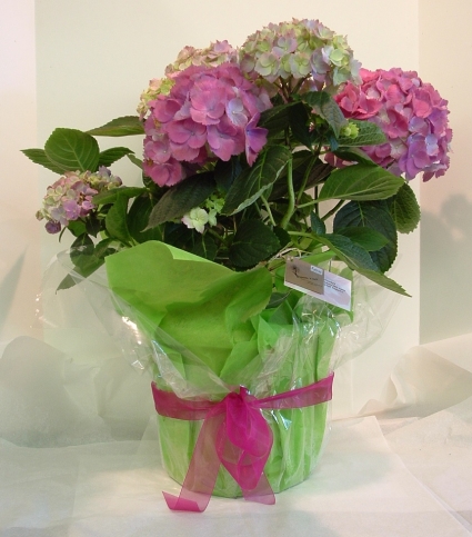 Blooming Hydrangea Blooming Plant