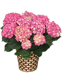BLOOMING HYDRANGEA (Color may vary)
