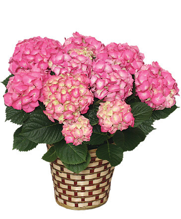 BLOOMING HYDRANGEA (Color may vary) in Newark, OH | JOHN EDWARD PRICE FLOWERS & GIFTS