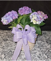Blooming Hydrangea Outside Plant