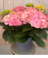 Blooming Hydrangea Pink  Plant